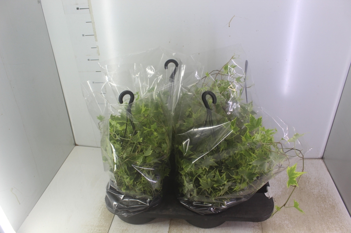 <h4>HEDERA VARIEGATA C21</h4>