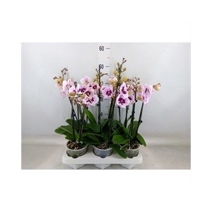 Phalaenopsis   ...