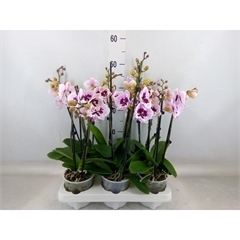 <h4>Phalaenopsis   ...</h4>