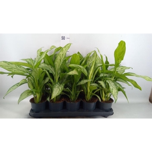 Aglaonema comm. 'Silver Queen'