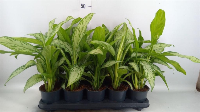 <h4>Aglaonema comm. 'Silver Queen'</h4>