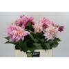 Dahlia Cafe Au Lait