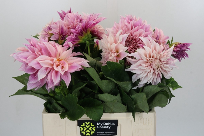 <h4>Dahlia Cafe Au Lait</h4>