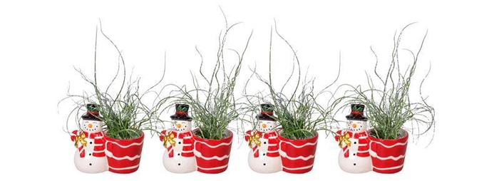 <h4>JUNCUS SPIRALLIS</h4>