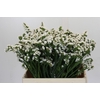 Limonium sinuatum Silvery Sun Birds