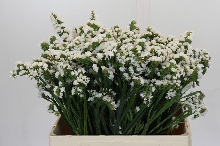 <h4>Limonium sinuatum Silvery Sun Birds</h4>