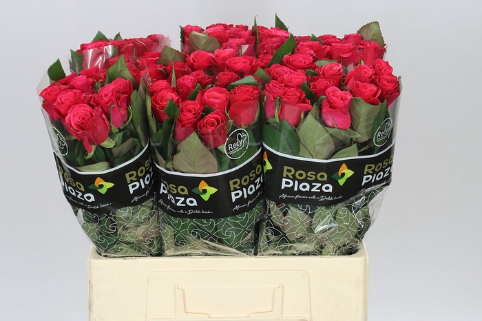 <h4>Rosa Gr Tacazzi</h4>