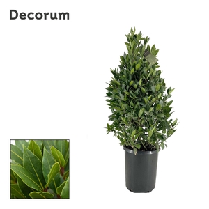 Laurus nobilis Piramide
