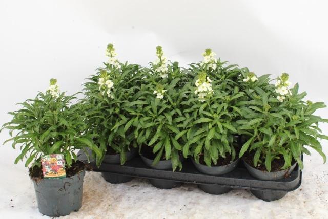 <h4>ERYS LEY WHITE</h4>