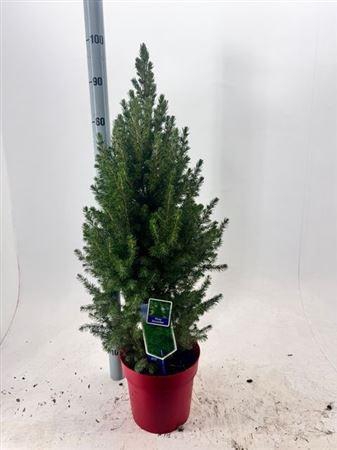 <h4>Picea Gl December</h4>
