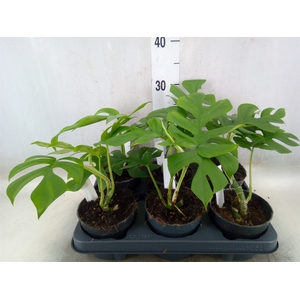 Monstera delic. 'Little Sister'