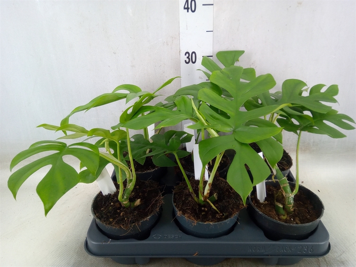 <h4>Monstera delic. 'Little Sister'</h4>