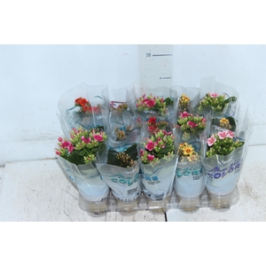 KALANCHOE MINI P06