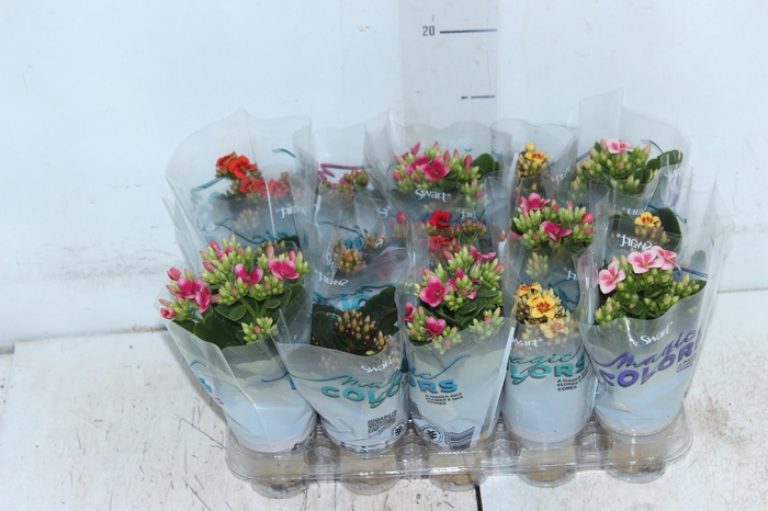 <h4>KALANCHOE MINI P06</h4>
