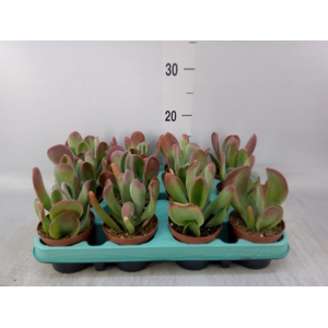 Kalanchoe NF   ...