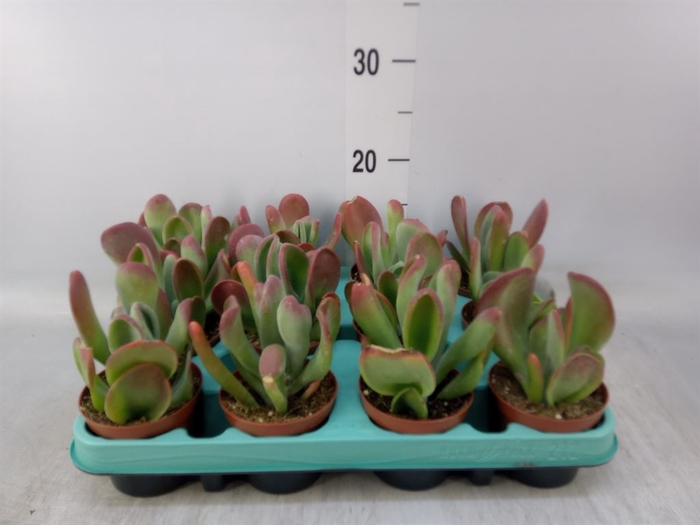 <h4>Kalanchoe NF   ...</h4>