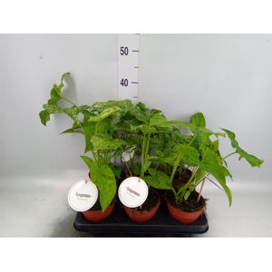 Syngonium   ...