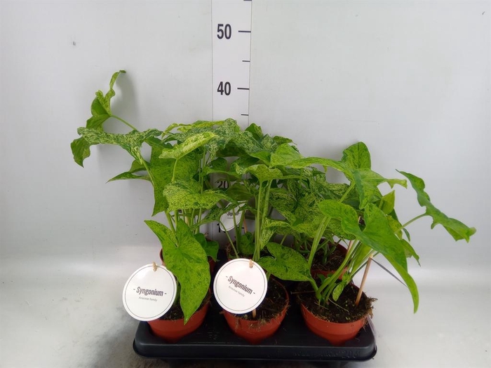 <h4>Syngonium   ...</h4>