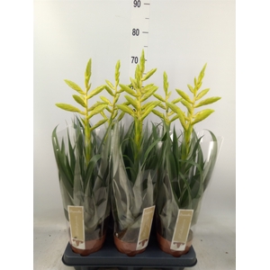 Tillandsia oerstediana