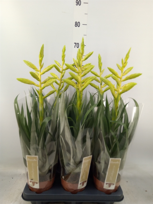 <h4>Tillandsia oerstediana</h4>