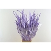 Dried Strelitziablad Lavendel P Stem