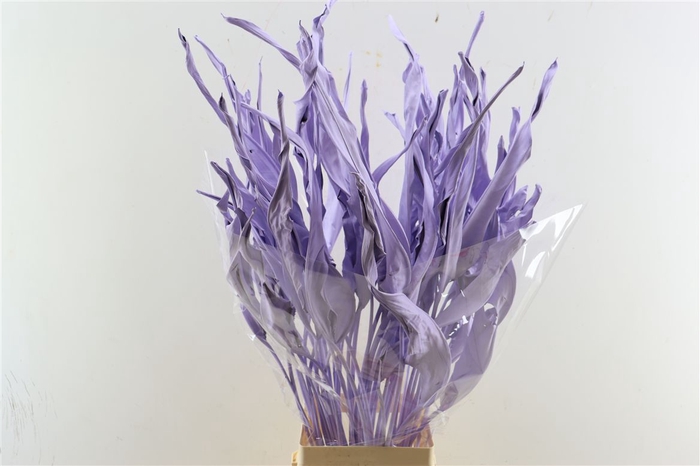 Dried Strelitziablad Lavendel P Stem