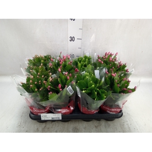 Schlumbergera   ...mix 3