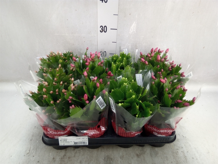 Schlumbergera   ...mix 3