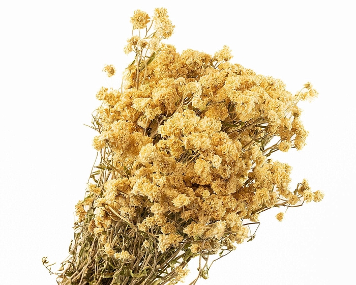 Achillea White Naturel