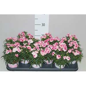 Dianthus Pink And Proud