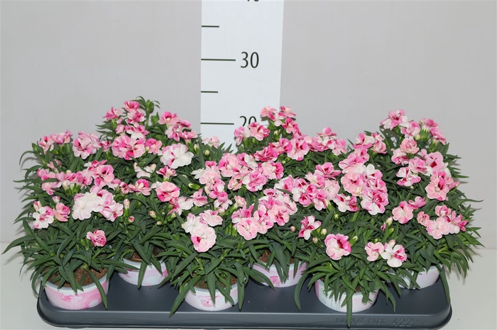 <h4>Dianthus Pink And Proud</h4>