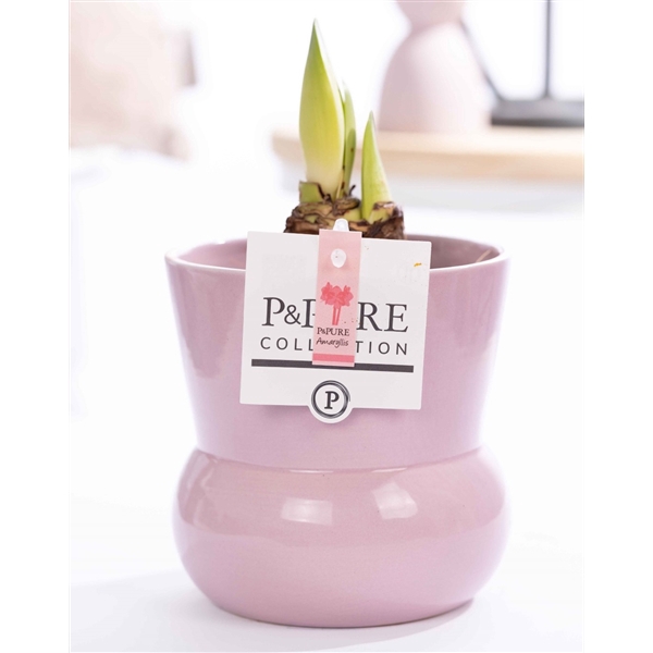 <h4>Hippeastrum pink in P&PURE Plant Vase pink</h4>