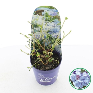 Hydrangea hybr. 'French Bolero'® Blauw C2 (17cm.) Potcover