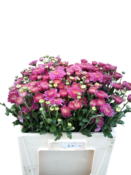 <h4>CHR T BLENDA PURPER</h4>