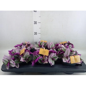 Tradescantia cerinth. 'Nanouk'