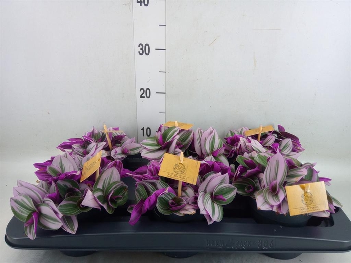 <h4>Tradescantia cerinth. 'Nanouk'</h4>