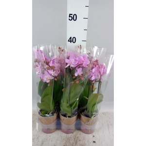 Phalaenopsis multi.   ...rose