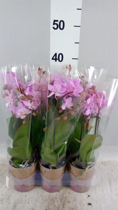 <h4>Phalaenopsis multi.   ...rose</h4>