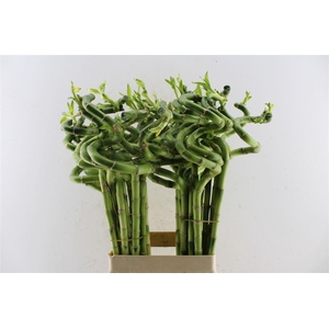 Drac S Lucky Bamboo