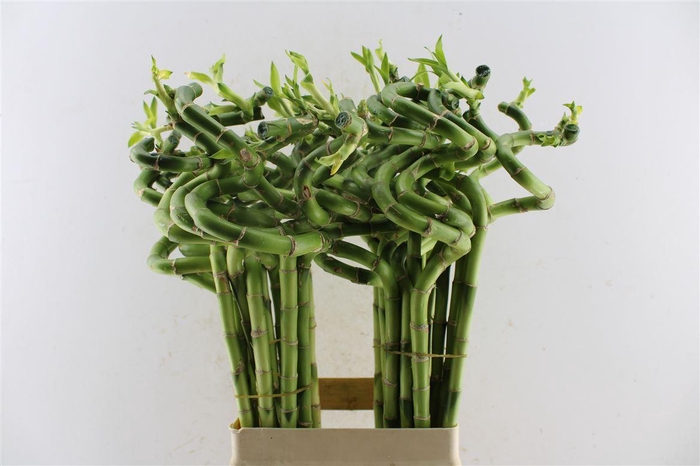 <h4>Drac S Lucky Bamboo</h4>
