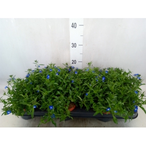 Lobelia erin. 'LagunTrail Dk Blue'