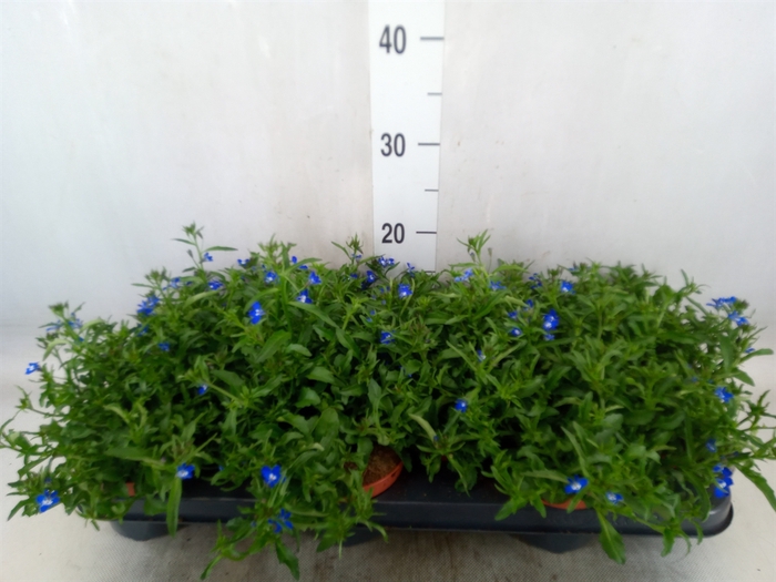 <h4>Lobelia erin. 'LagunTrail Dk Blue'</h4>