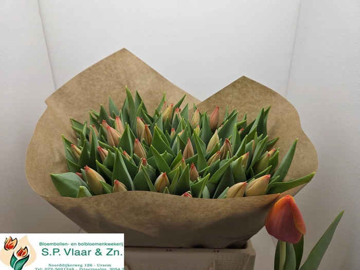 <h4>TU EN AD REM</h4>