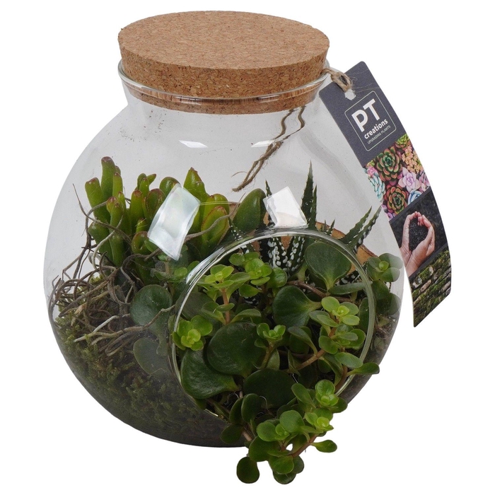 <h4>PTGIG2140 Arrangement Greens in glass in glazen terrarium</h4>
