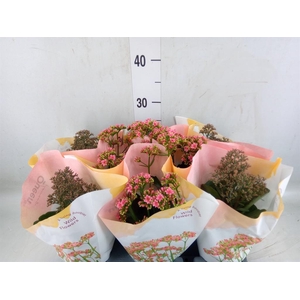 Kalanchoe   ...