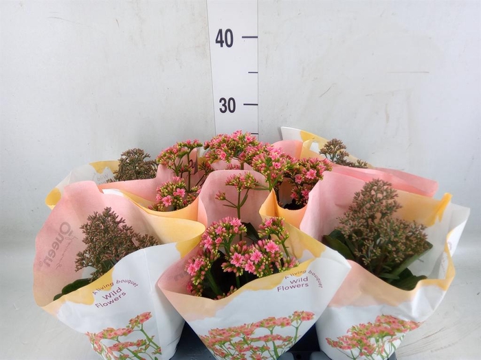 <h4>Kalanchoe   ...</h4>