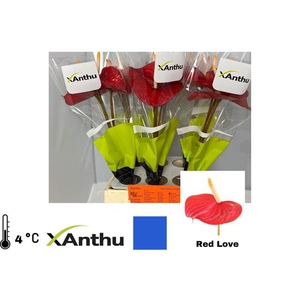 ANTH A RED LOVE