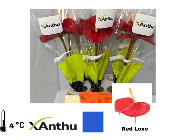 ANTH A RED LOVE