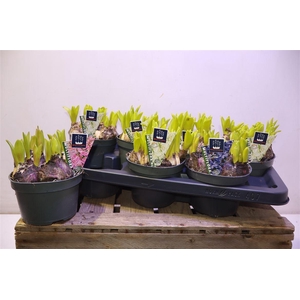 arr8 Hyacin Mult Gem 3 Kl