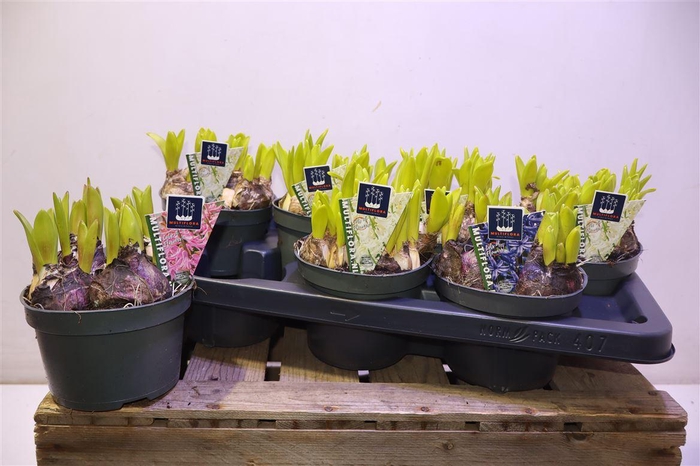 <h4>Hyacin Mult Gem 3 Kl</h4>